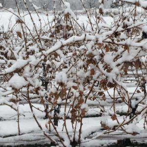Shenandoah-Vineyard-in-Winter