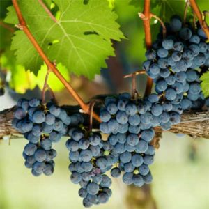 Shenandoah-winery-ducard-grapes