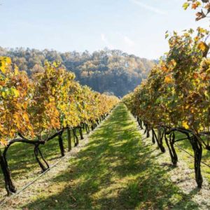 Shenandoah-Winery
